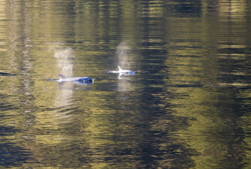 Bottlenose Dolphins